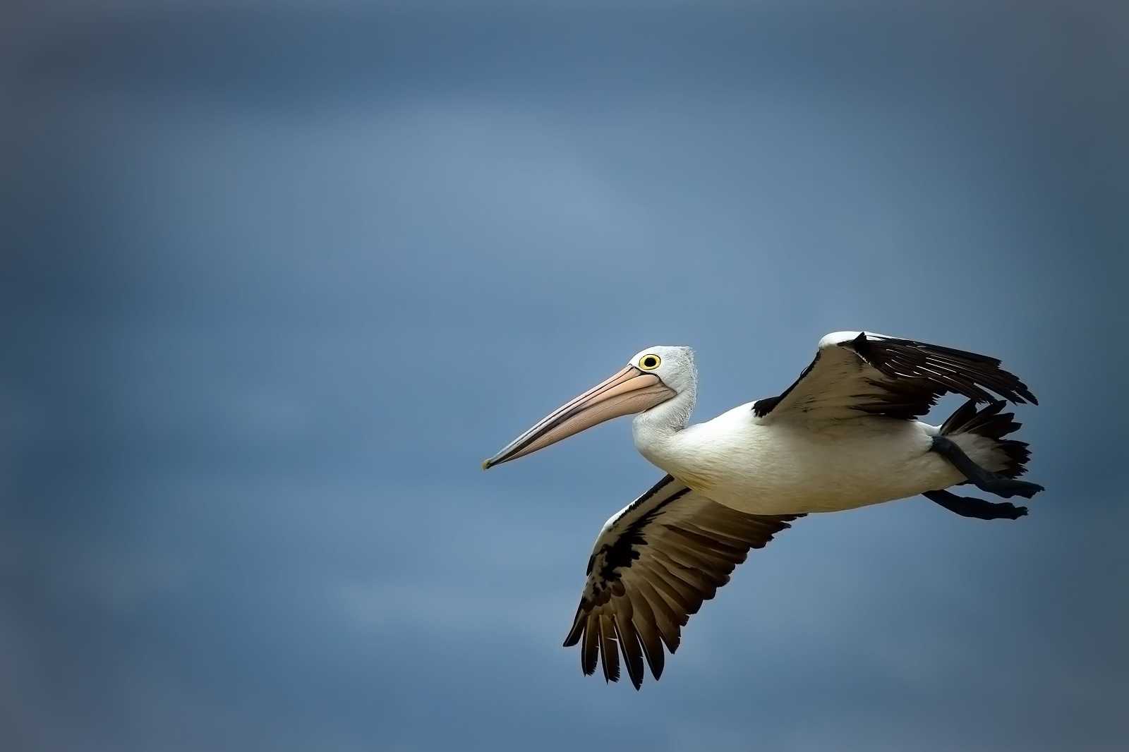 Australian pelican flying in stormy skies