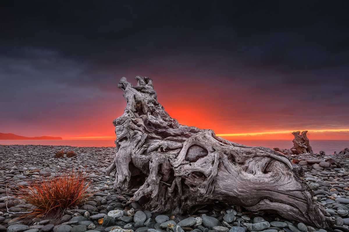 Red sunset over large driftwood on Gillepsies Beach, near Fox Glacier, Westland, New Zealand
