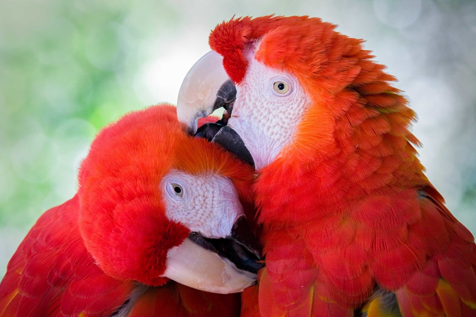 close-up of a pair of scarlet macaws preening