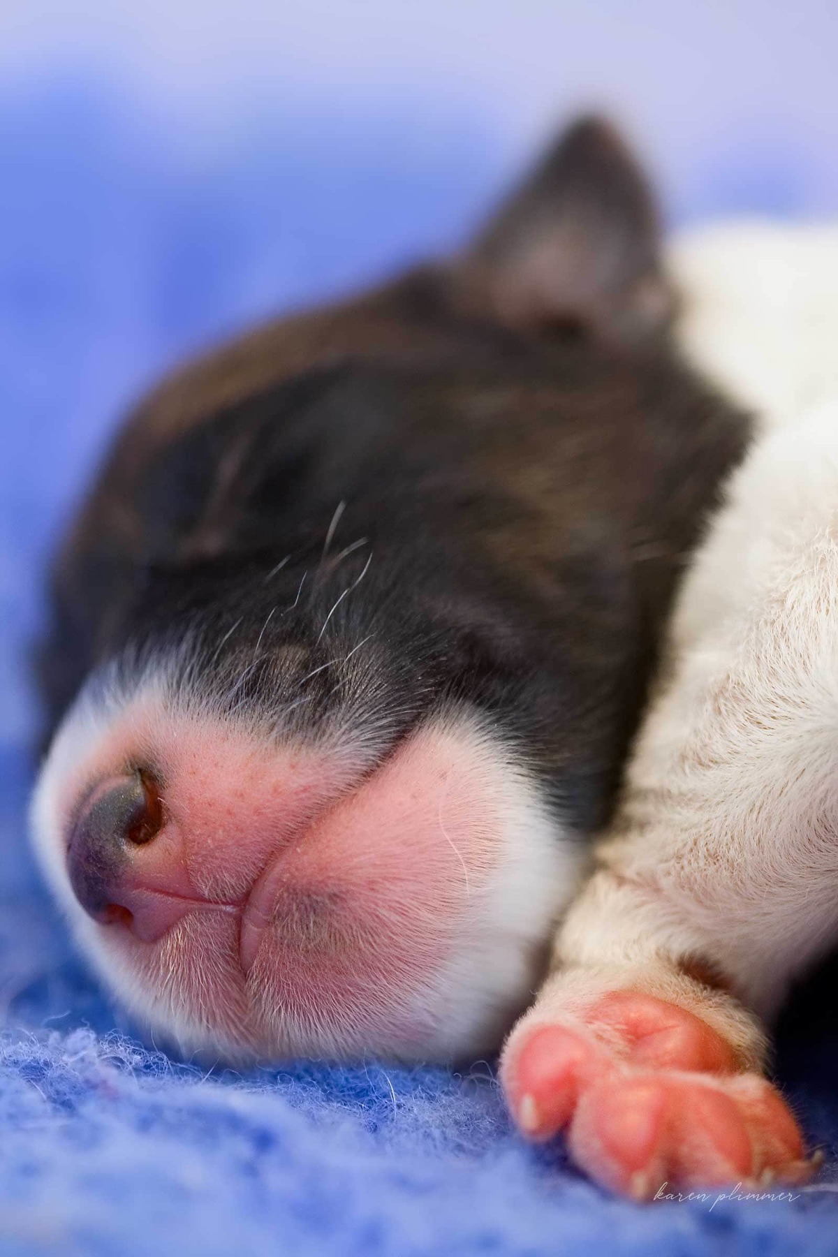 Few day old fox terrier puppy asleep on blue sheepskin