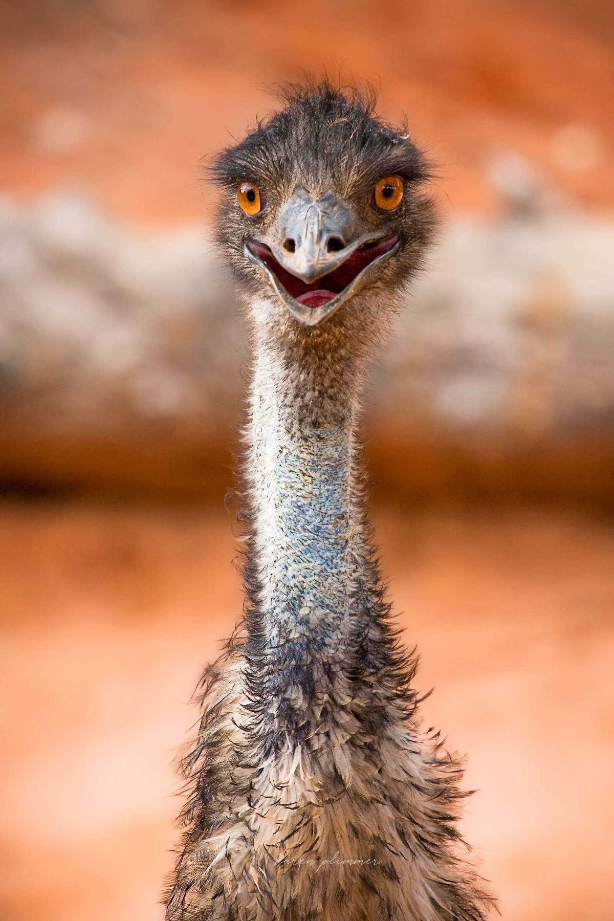 Smiling emu portrait on orange background