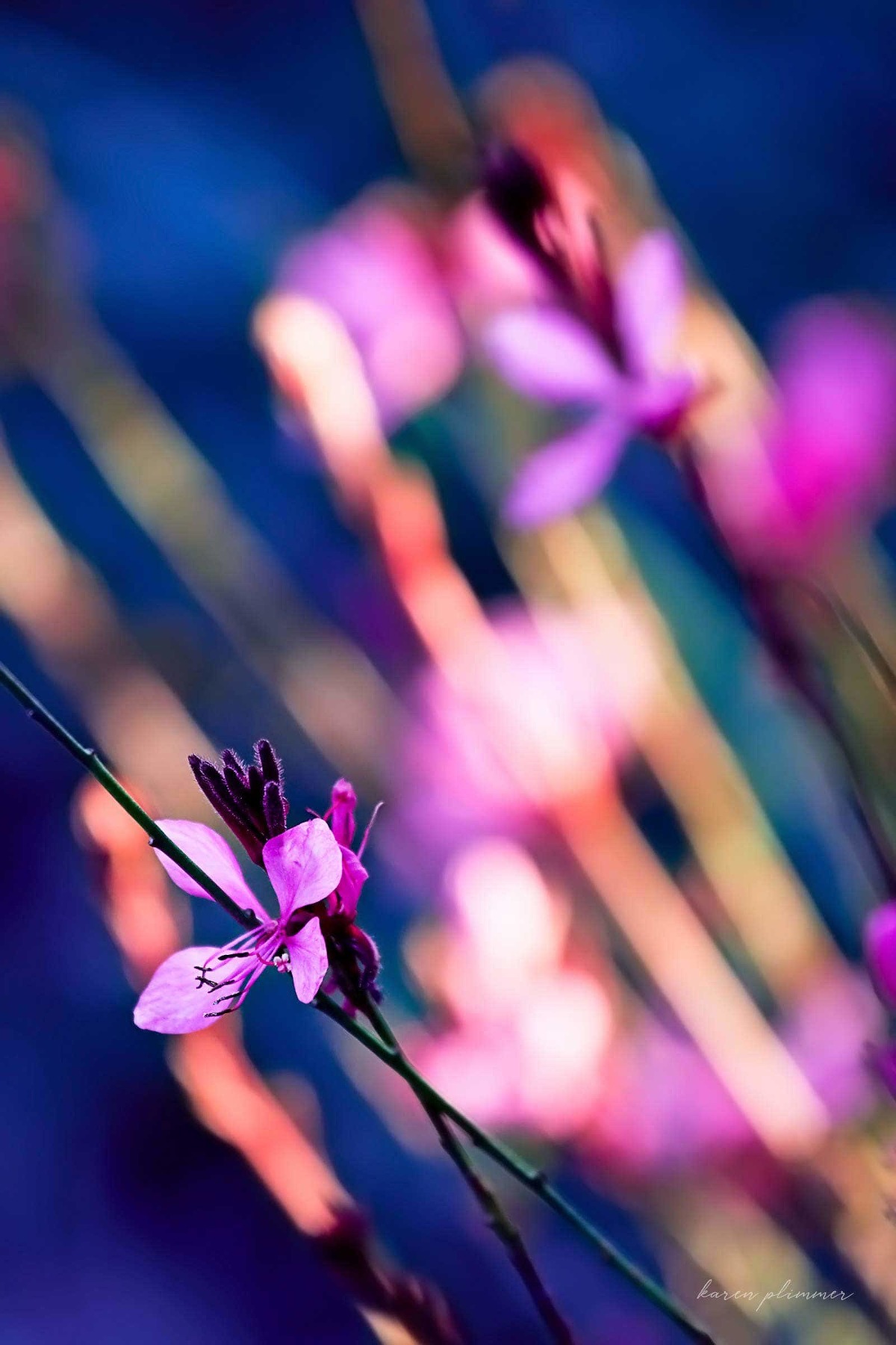 Pink gaura flowers with colourful bokeh