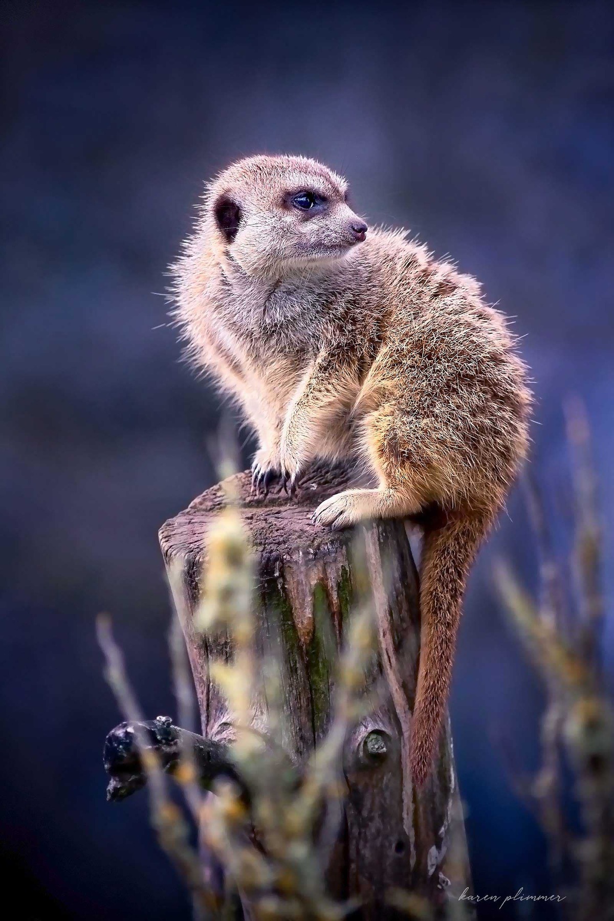 Meercat in sentinel pose on tree stump